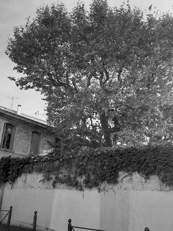 Arbre Top élagage